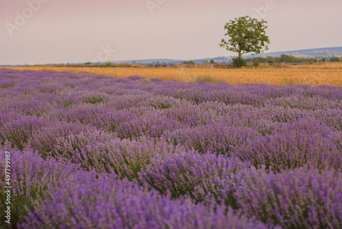 Beautiful landscape with rows of purple lavender bushes