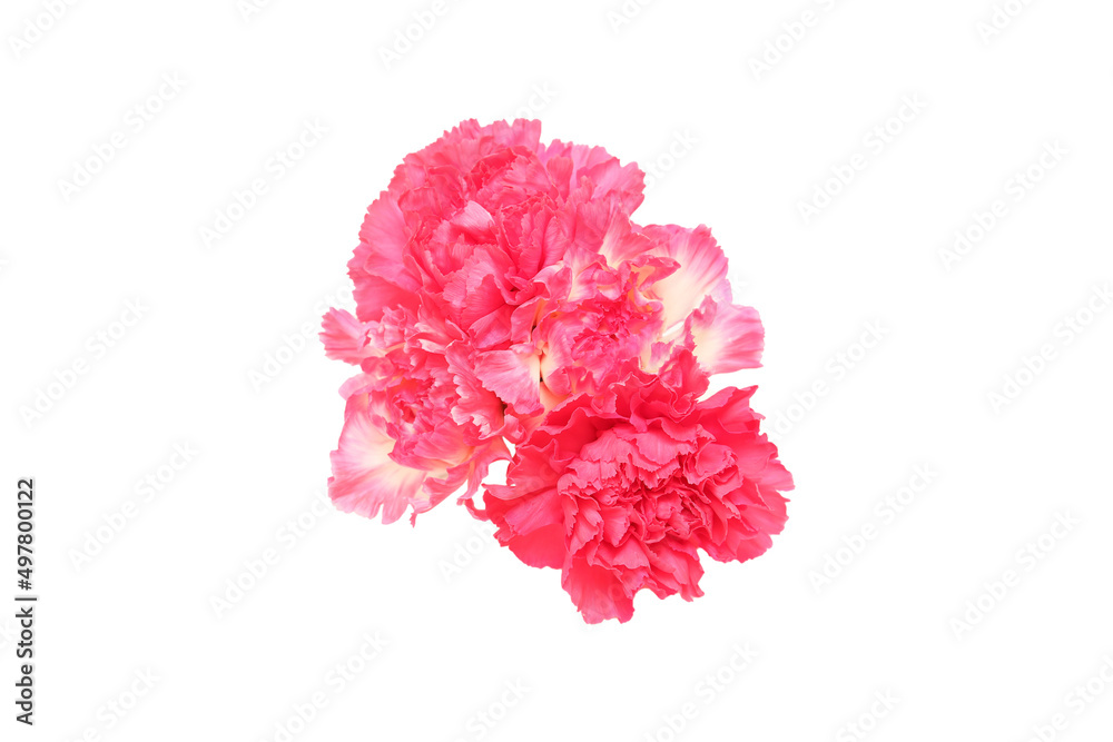 カーネーションの花束