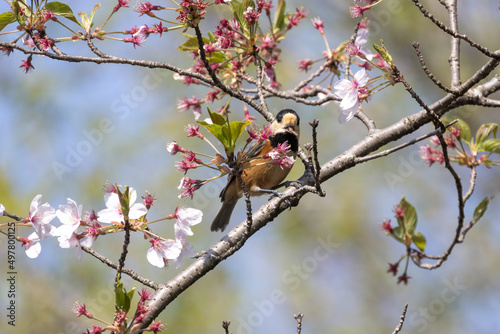 桜の木の枝にとまるヤマガラ