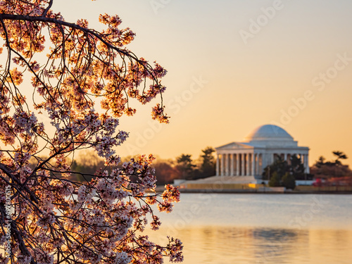 Sun rise view of the Thomas Jefferson Memorial with cherry blossom
