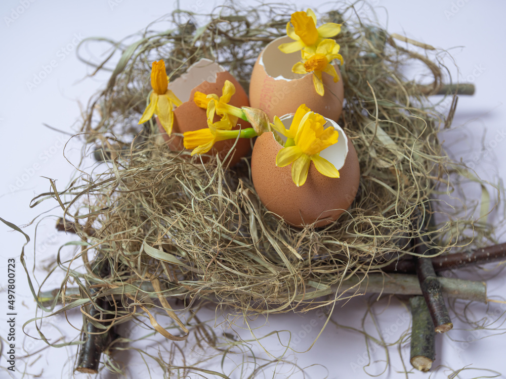 There is an egg shell in the nest. Daffodils spring flowers in eggshell. Easter concept on a light background. happy easter creative card. There is an egg shell in the nest. Daffodils spring flowers in eggshell. Easter concept on a light background. happy easter creative card.