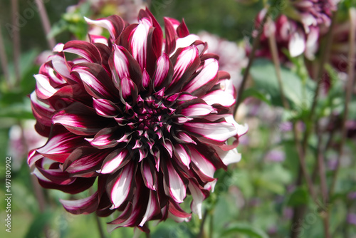 Decorative Dahlia Tartan Garden Outdoor