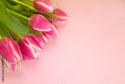 Fototapeta Naklejka Na Ścianę i Meble -  Mockup postcard with tulips on a pink background. With place for text. Concept ,holidays, congratulations, invitations, thanks. High quality photo