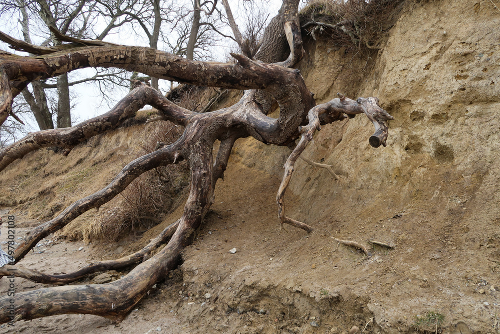 natural cliffs with overturned tree natural cliffs with overturned tree