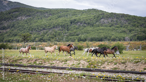 Eine Herde von wilden Pferden läuft im Nationalpark Tierra del Fuego entlang alter Bahnschienen durch die grünen Wiesen Feuerlands photo