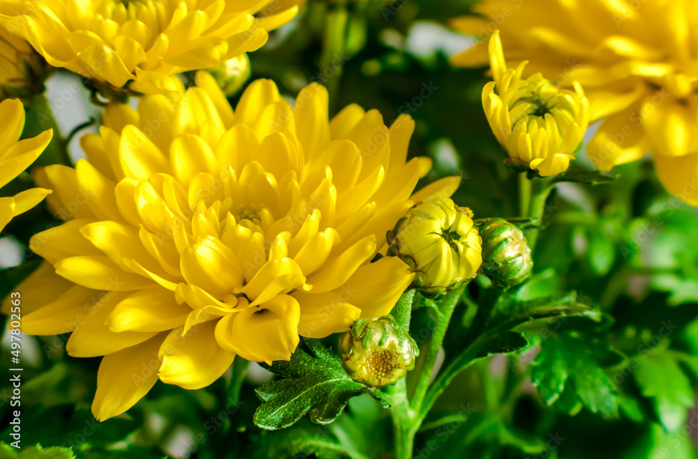 Fototapeta premium Chrysanthemum, yellow flowers