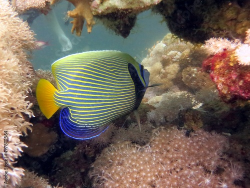 emperor angelfish of the red sea