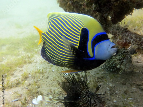 emperor angelfish of the red sea
