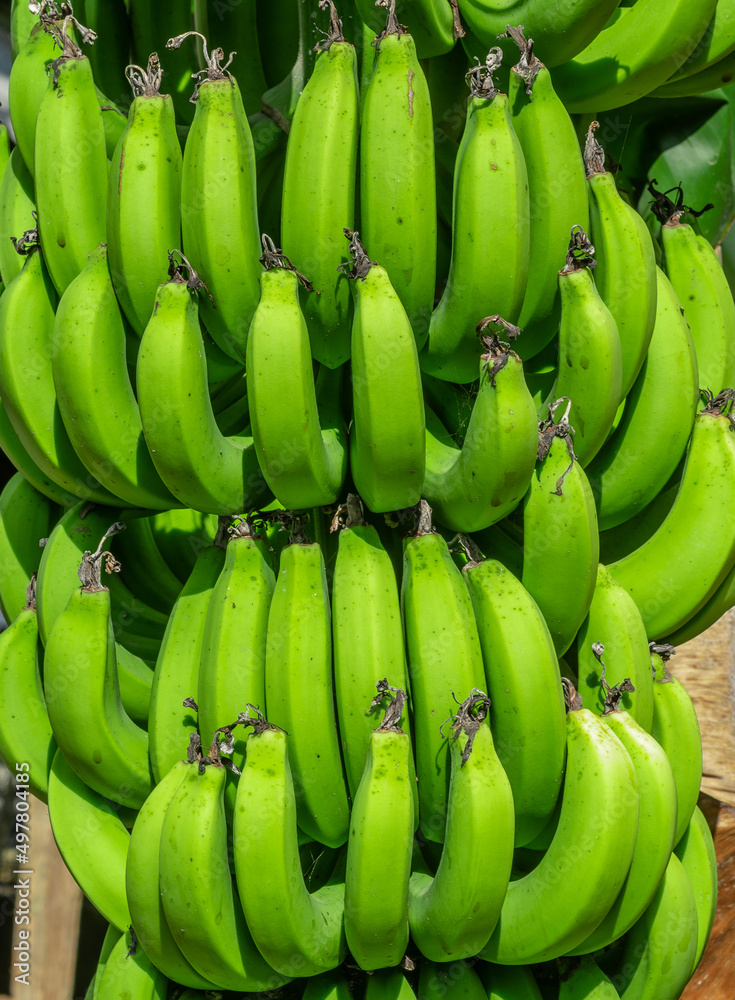 Bunch of green bananas from the north of the Dominican Republic