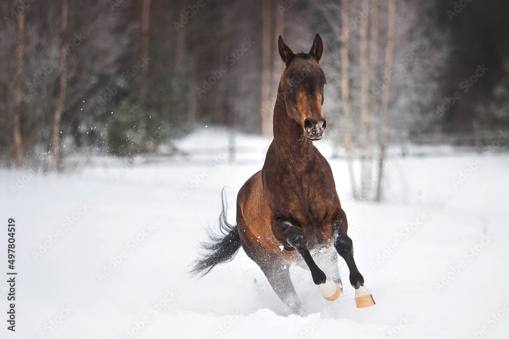 Golden buckskin akhal-teke horse runs free in snow field Golden buckskin akhal-teke horse runs free in snow field