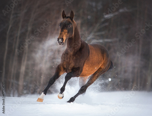 Golden buckskin akhal-teke horse runs free in snow field