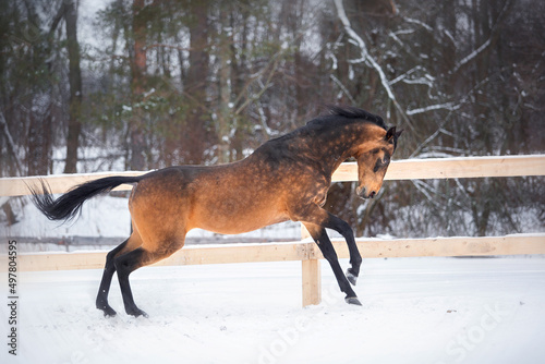 Golden buckskin akhal-teke horse runs free in snow field
