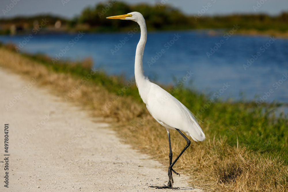 Obraz premium Great Egret posing by the Lake.