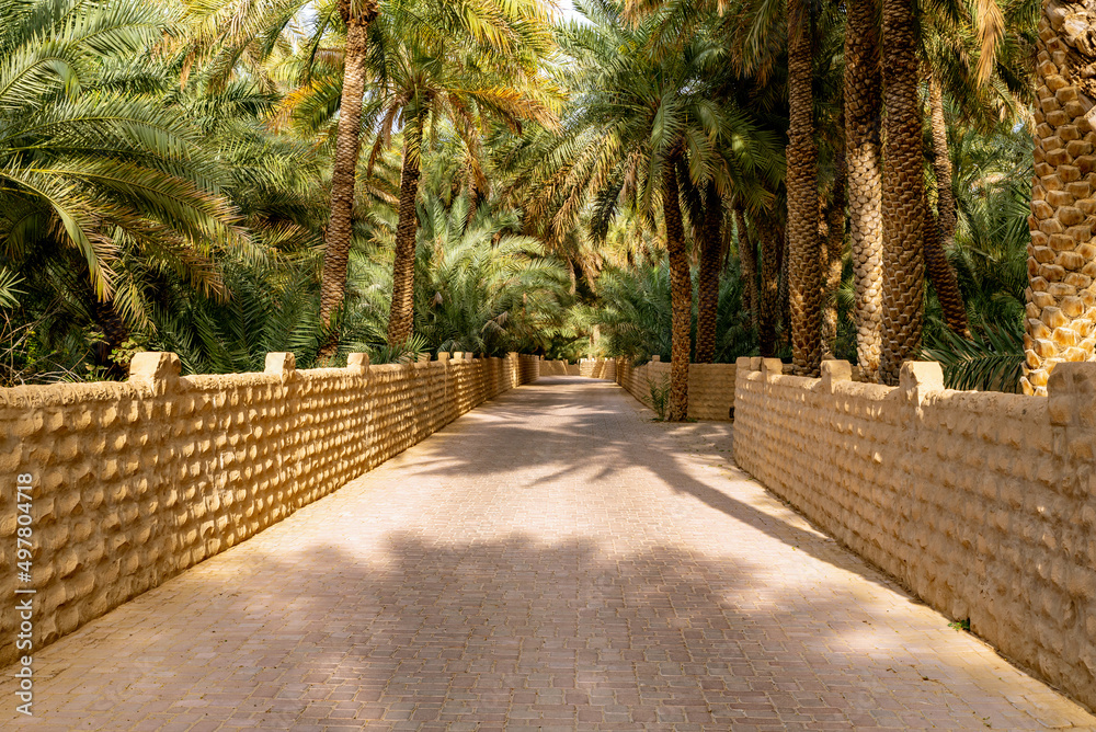 Al Ain Oasis on sunlight