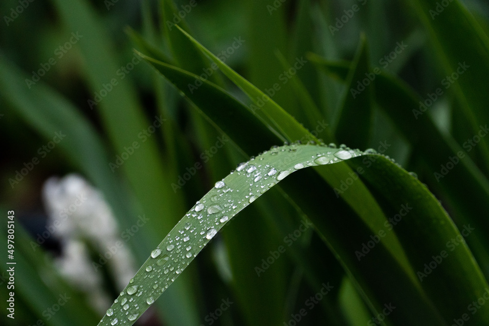 Raindrops on a leaf on a rainy day Raindrops on a leaf on a rainy day