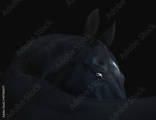 Fotografie black akhal-teke horse isolated on black background monochrome picture