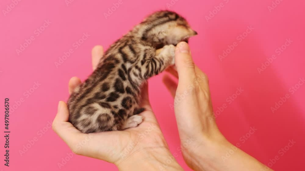 View of toyger kitten in female hands isolated on over pink background. Footage of woman with little cute cat. Care concept, cat show. Close-up view. Studio shooting. Bright color View of toyger kitten in female hands isolated on over pink background. Footage of woman with little cute cat. Care concept, cat show. Close-up view. Studio shooting. Bright color