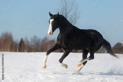 Magnificent black akhal teke stallion with four white legs running and playing on the snow. Animal in motion. photo