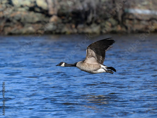 Canada Goose in Flight over River in Early Spring