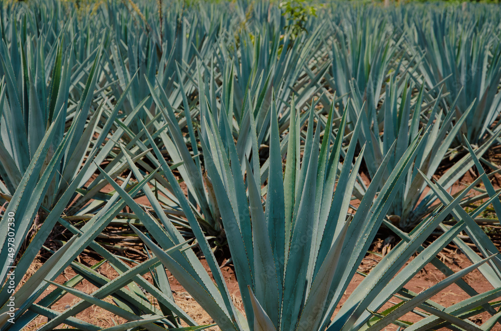 Fototapeta premium Tequila fields in Jalisco Mexico