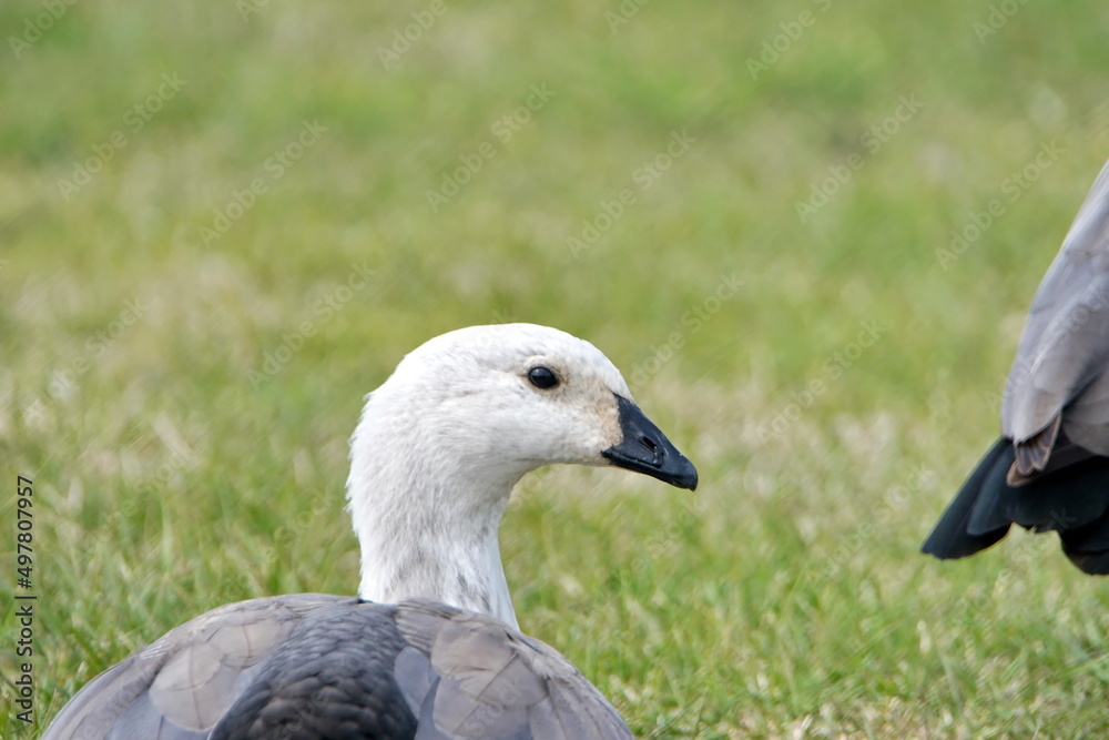 Close up of a female Magellan goose (Chloephaga picta) in Stanley, Falkland Islands