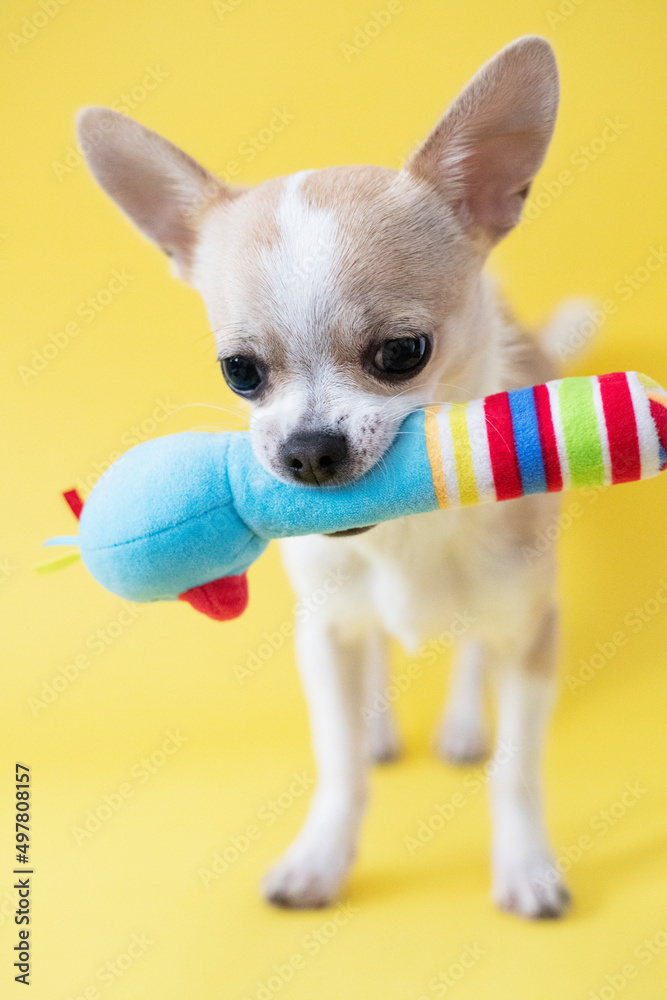 Chihuahua plays with toys