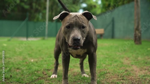 Blue nose pit bull dog playing in the park. Dog playing with the ball and running on the green lawn. Slow motion.