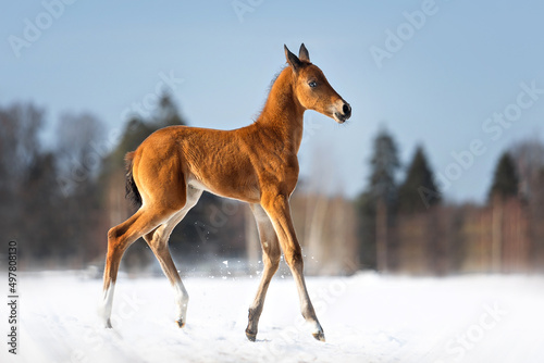 Fényképezés Akhal-Teke horse foal on snow
