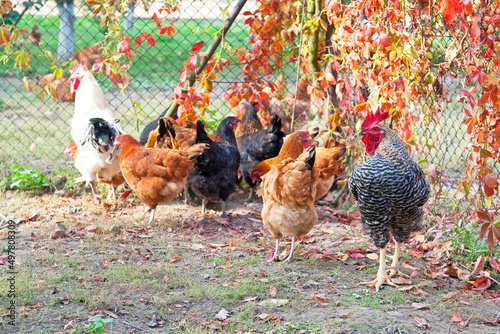 Poultry
