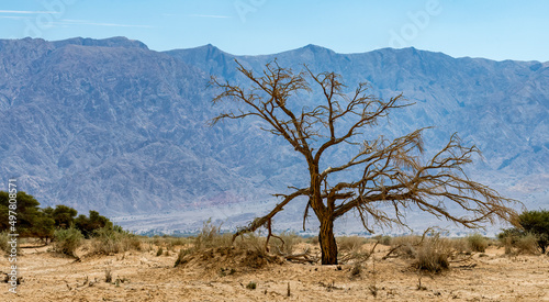 Single dry acacia tree in desert area of the Middle East