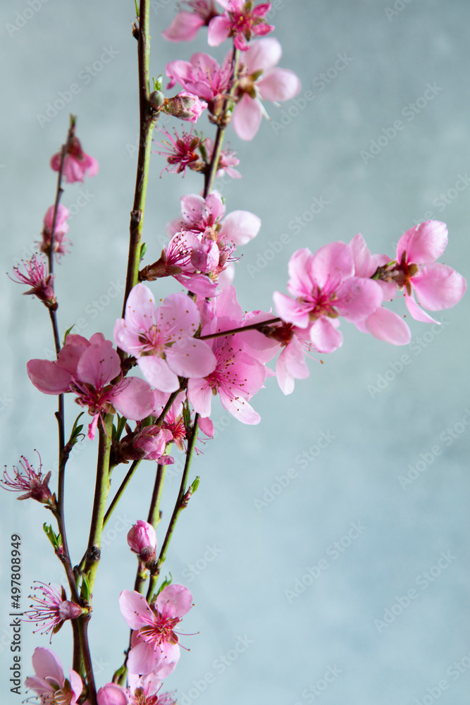 branches of a blossoming spring peach tree on a blurred background branches of a blossoming spring peach tree on a blurred background