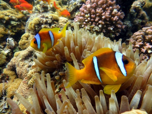 Clown fish and anemone of the red sea