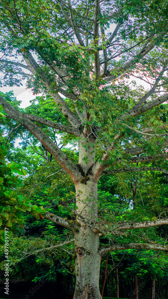 Obraz premium big tree of the mexican jungle