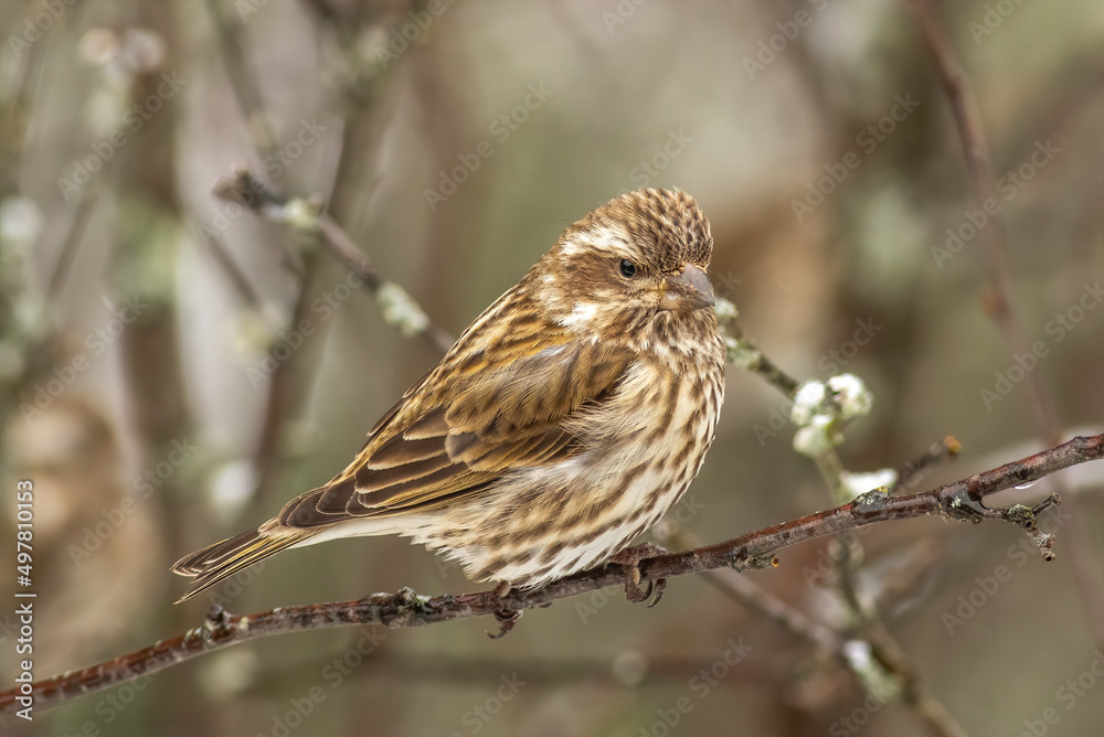 A purple finch perched in a tree during winter. A purple finch perched in a tree during winter.
