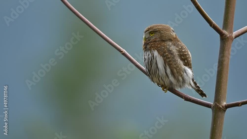 Northern pygmy owl (Glaucidium californicum) aka (Glaucidium gnoma) perching and calling on a branch, then flying away in British Columbia, Canada