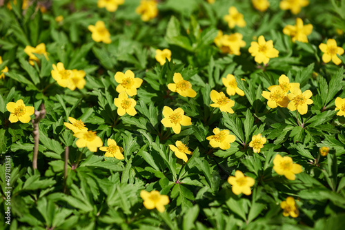 Blooming of Yellow wood Anemone in spring forest on a sunny day. Anemonoides Ranunculoides in forest meadow