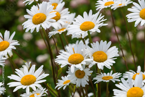 Schilderij op canvas daisies in a field close-up summer day