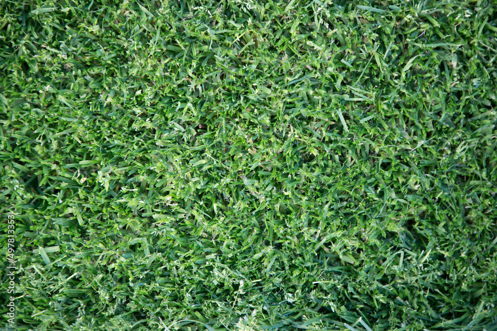 natural sport field grass natural sport field grass