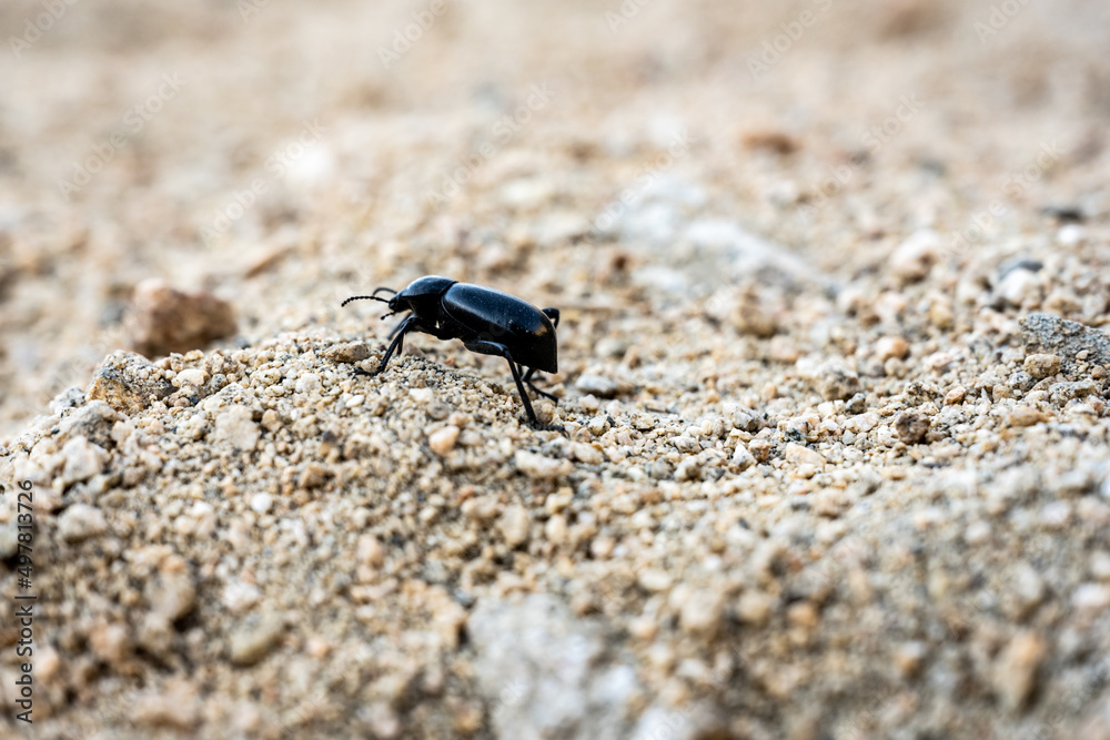 Black Beetle Walks Away From The Camera Black Beetle Walks Away From The Camera