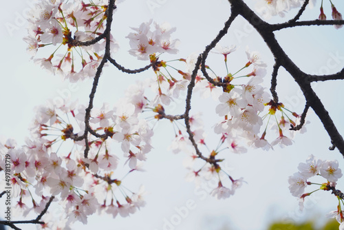 Cherry blossoms © 隼土 石川