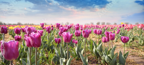 Landscape with beautiful bl...