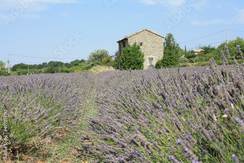 lavender fields at senanque abbey, france