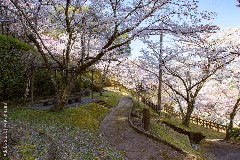 金竜山農村公園の桜景色