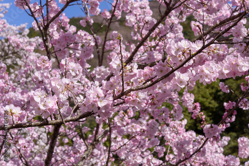 金竜山農村公園の桜景色