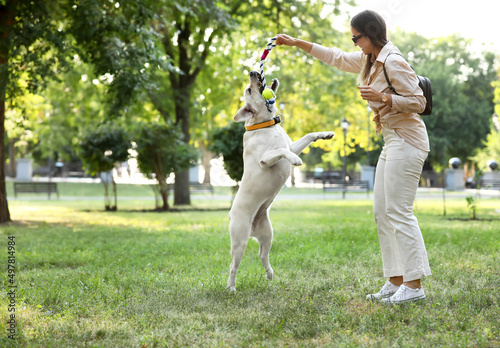Woman playing with Labrador...