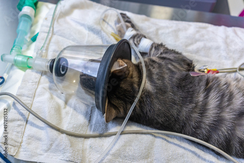 Sedated cat with an oxygen mask photo