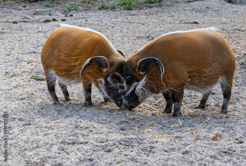 two red river brush hog cuddle in a savanna reserve in search of food in a zoo called safari park Beekse Bergen in Hilvarenbeek, Noord-Brabant, The Netherlands photo