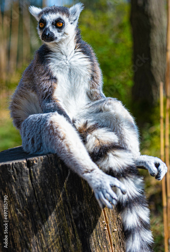 A ring tailed lemur looking to the left sitting on a pole and enjoying the sun in safari park Beekse Bergen in Hilvarenbeek, Noord-Brabant, The Netherlands photo