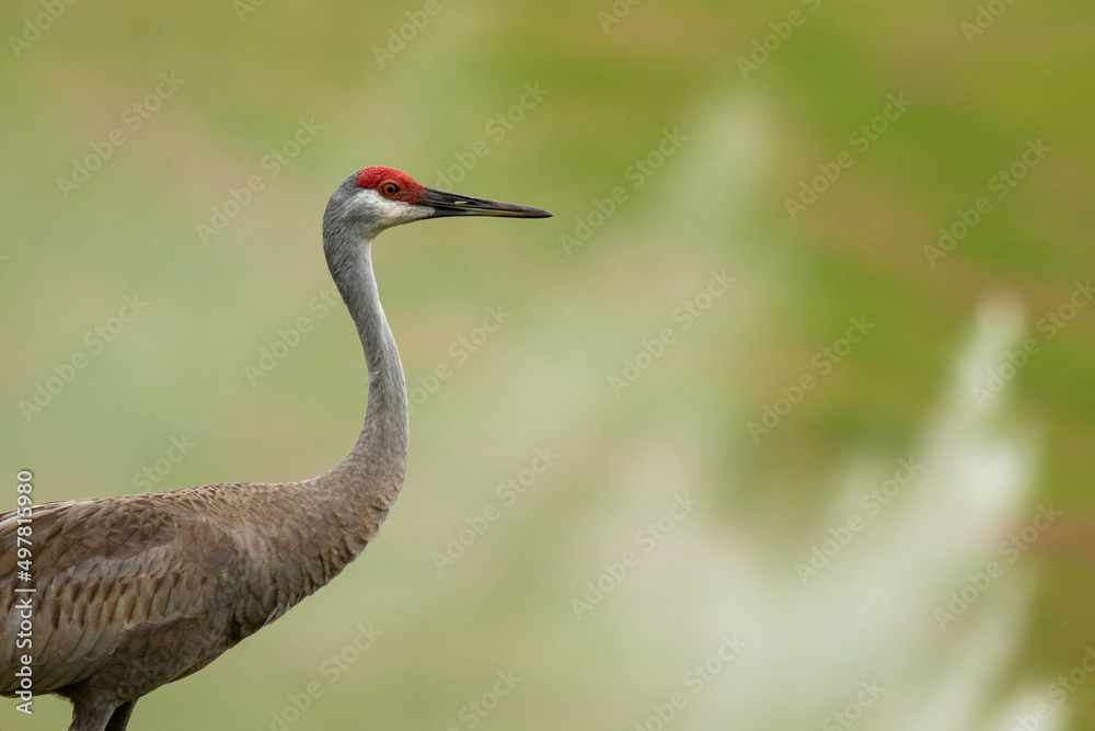 Sandhill crane standing upright in a spring afternoon by a small pond, green grass, and fountain in Apopka, Florida. 