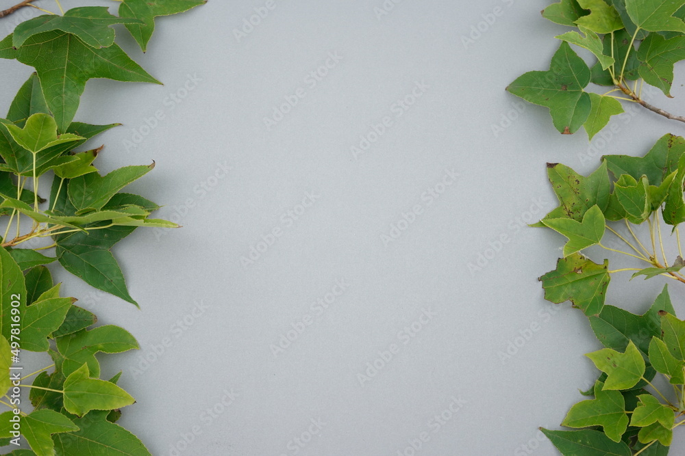 Fresh green organic maple leaves botanical twig decorating, arranged flat lay on clean minimal pastel gray background with space. Fresh green organic maple leaves botanical twig decorating, arranged flat lay on clean minimal pastel gray background with space.